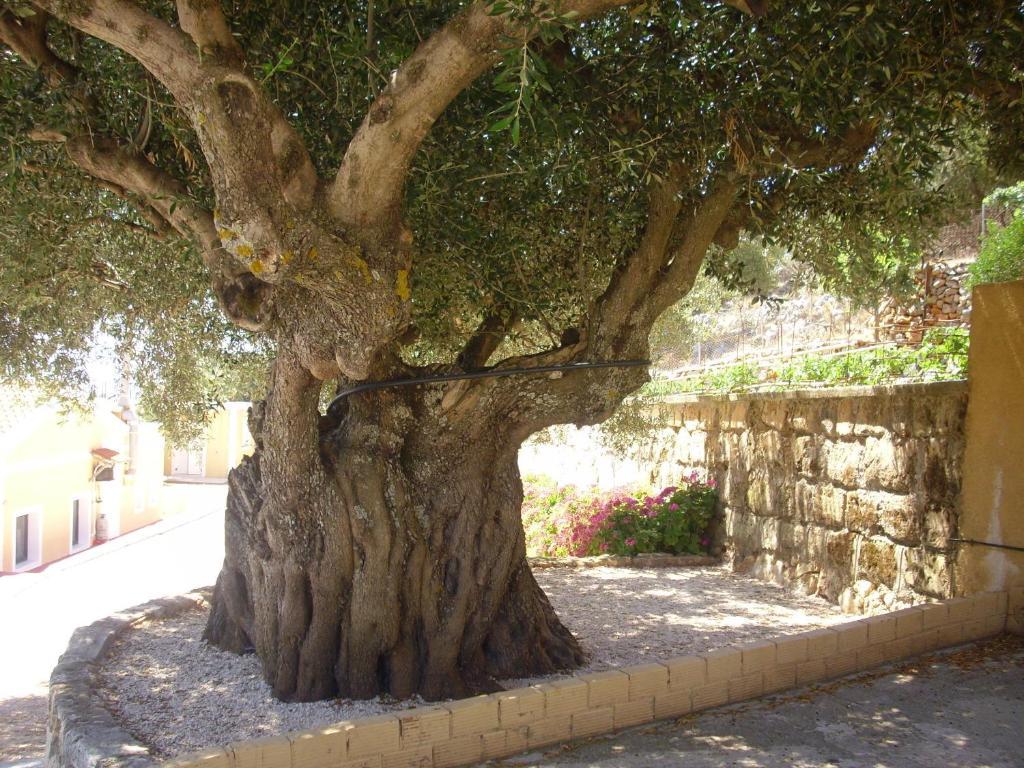 Asteras Studios Argostoli  Exteriér fotografie